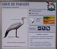 Grue de Paradis, Anthropoides paradisea (Photo F. Mrugala) (txt)